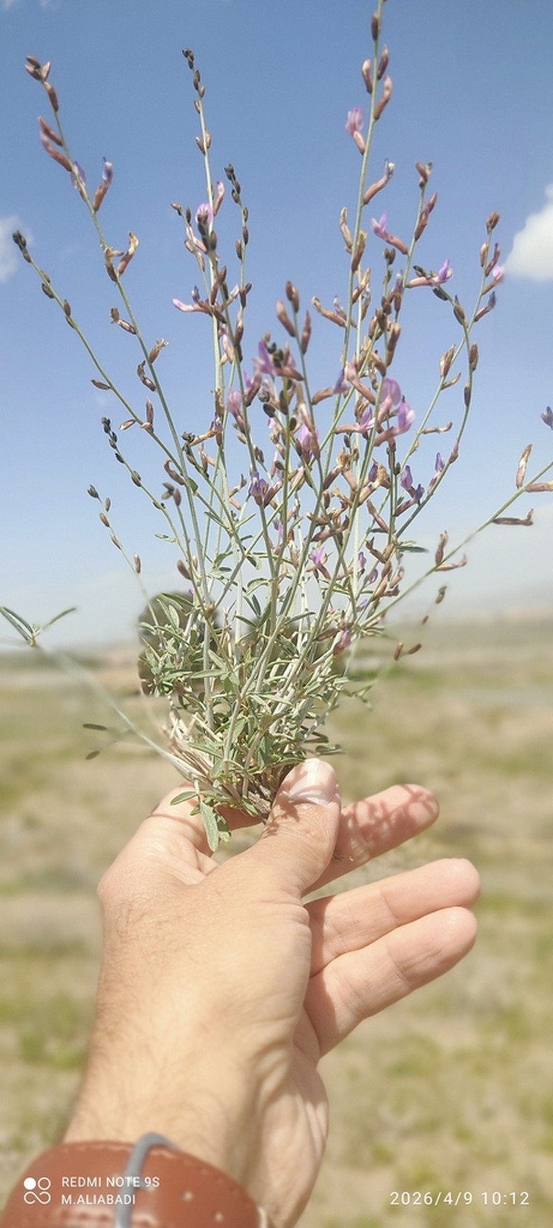 Astragalus tarumensis