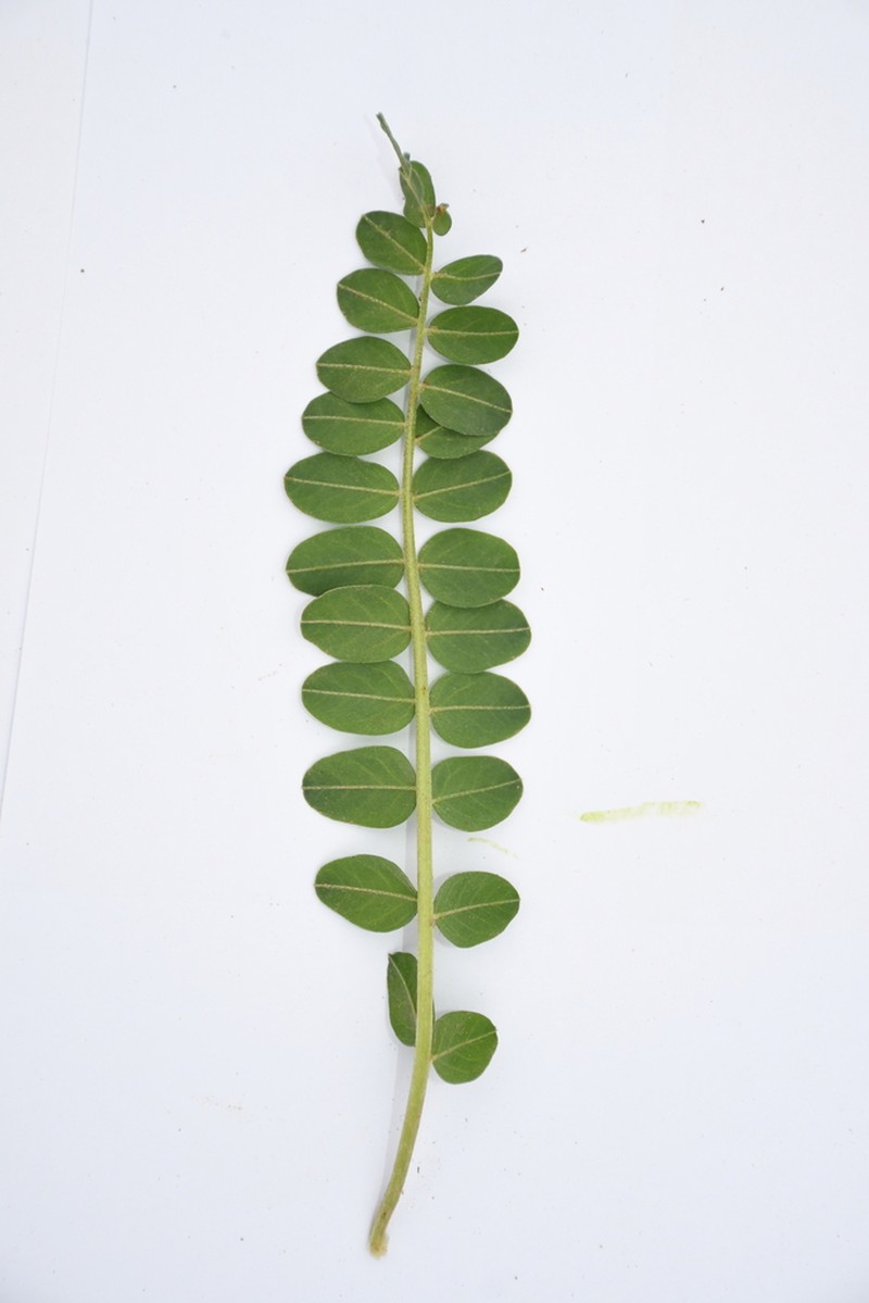 Astragalus taschkendicus photo 2