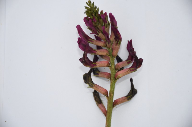 Astragalus taschkendicus photo 3