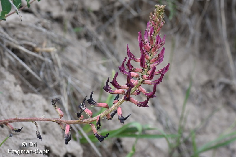 Astragalus taschkendicus photo 4
