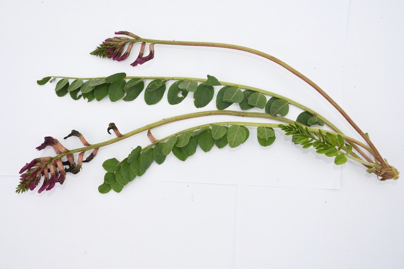 Astragalus taschkendicus photo 5