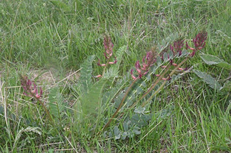 Astragalus taschkendicus photo 6