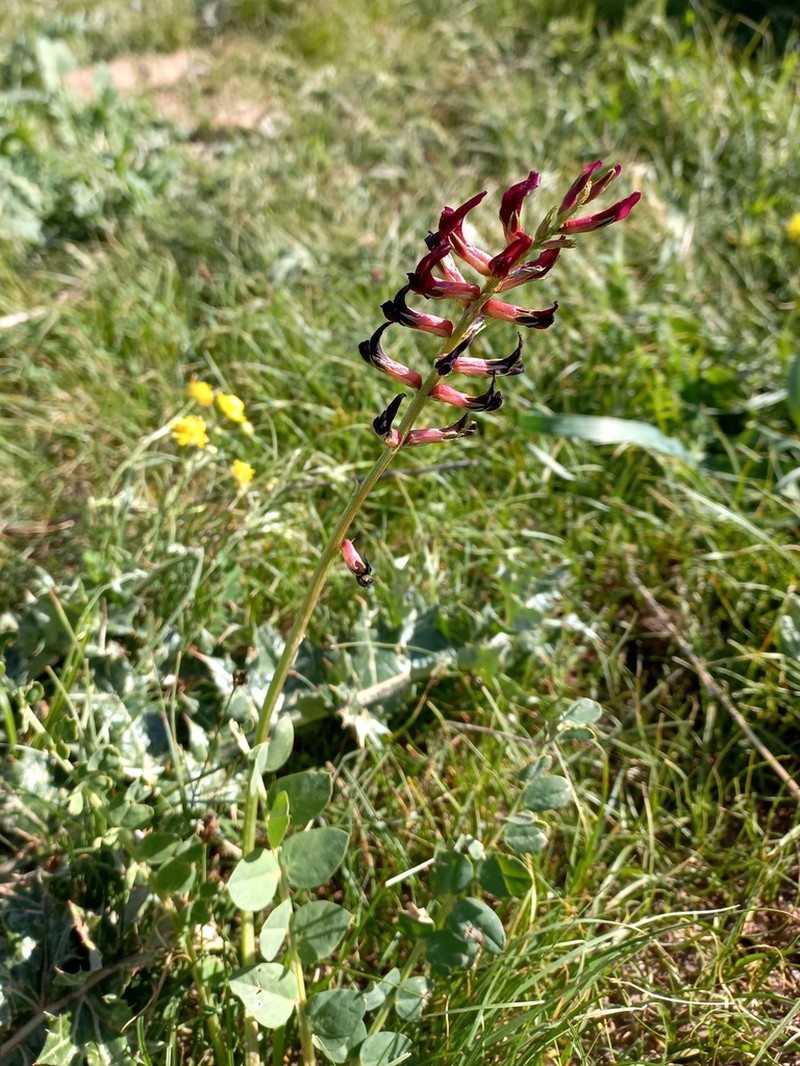 Astragalus taschkendicus photo 7