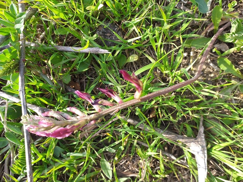 Astragalus taschkendicus photo 8