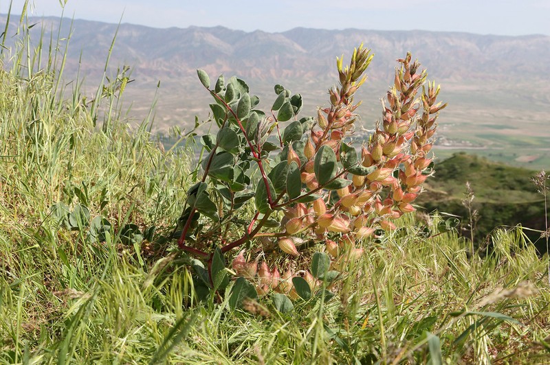 Astragalus tatjanae