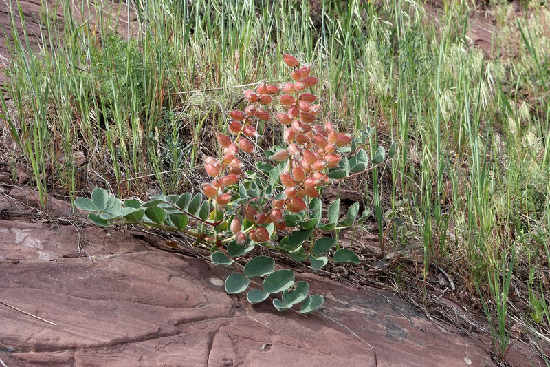 Astragalus tatjanae photo 3