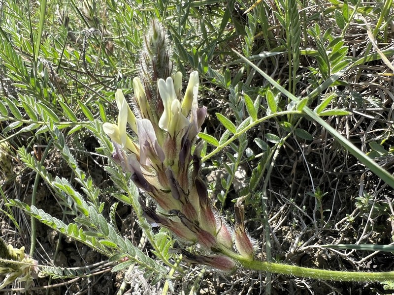 Astragalus tauricola