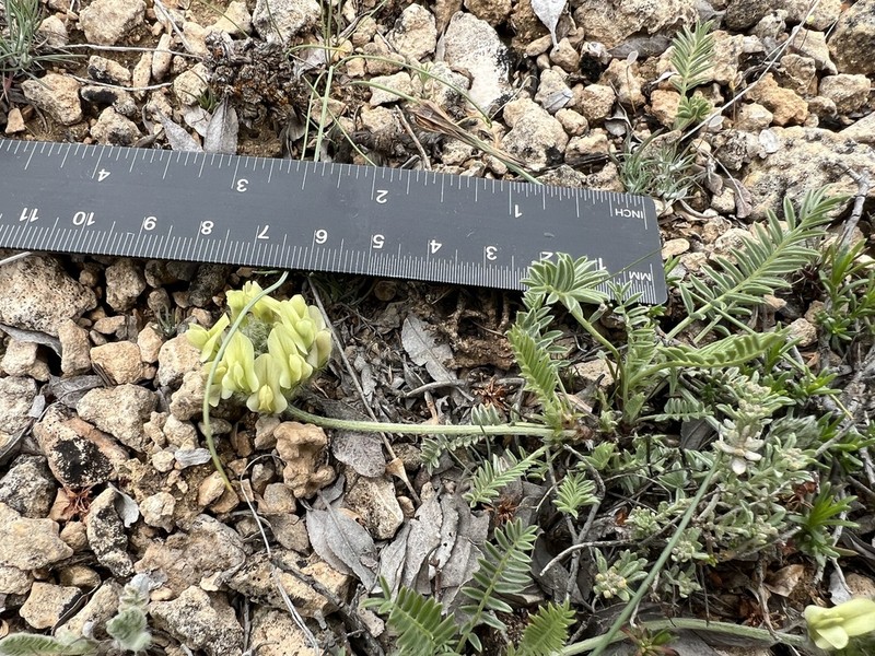 Astragalus tauricola photo 2