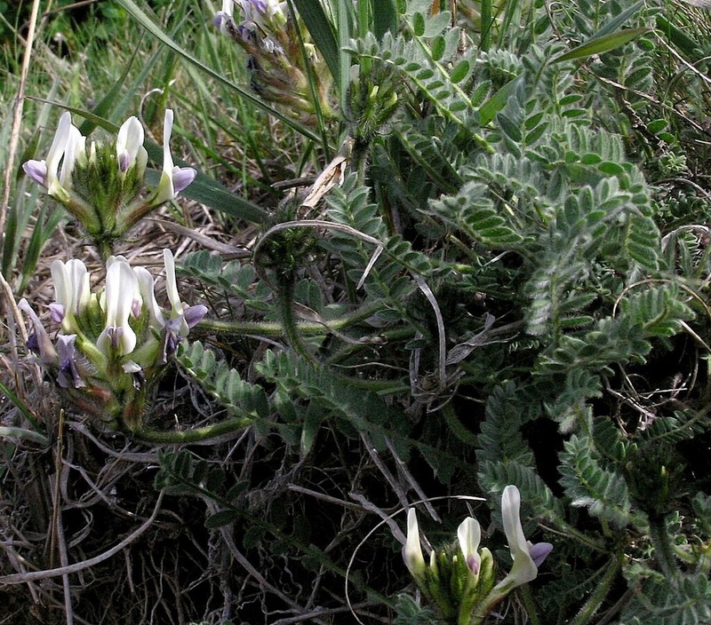 Astragalus tauricola photo 3