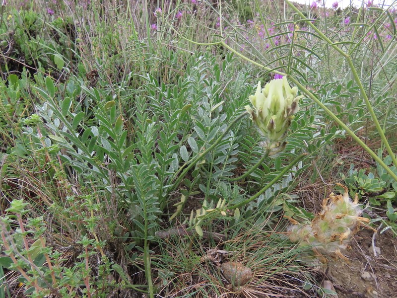 Astragalus tauricola photo 4