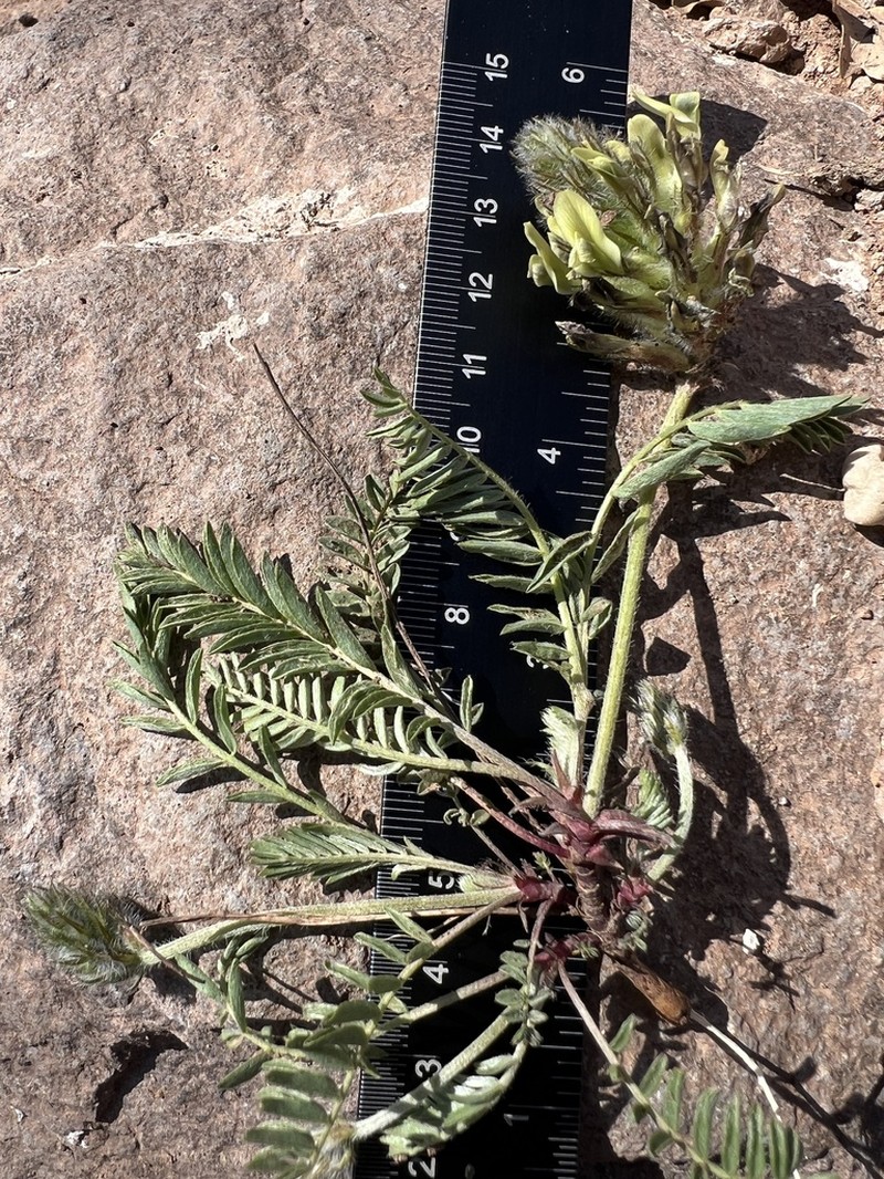Astragalus tauricola photo 5