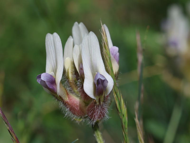 Astragalus tauricola photo 6