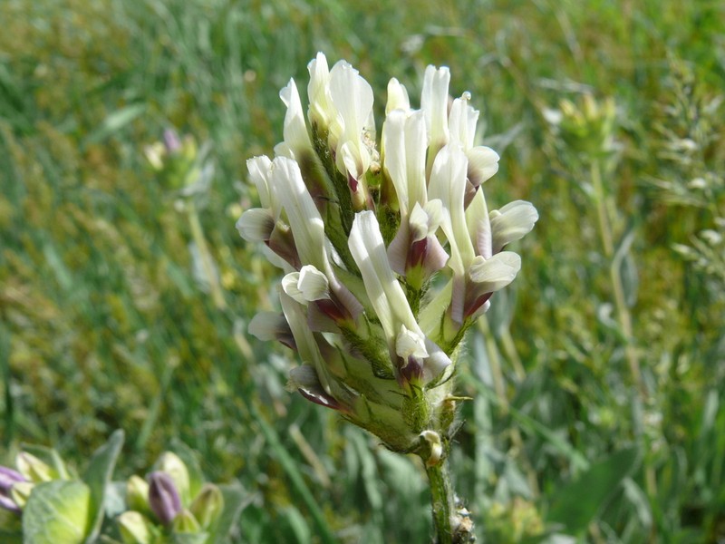 Astragalus tauricola photo 7