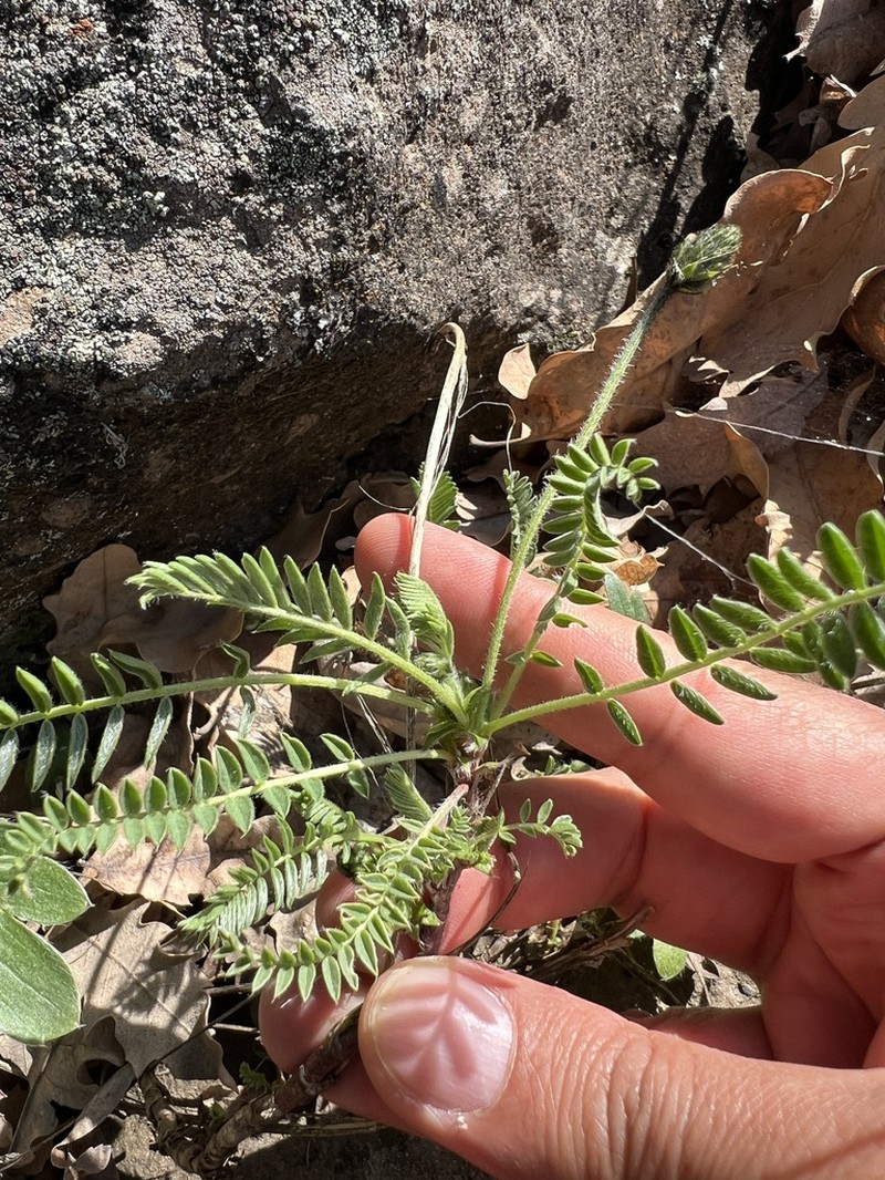 Astragalus tauricola photo 8