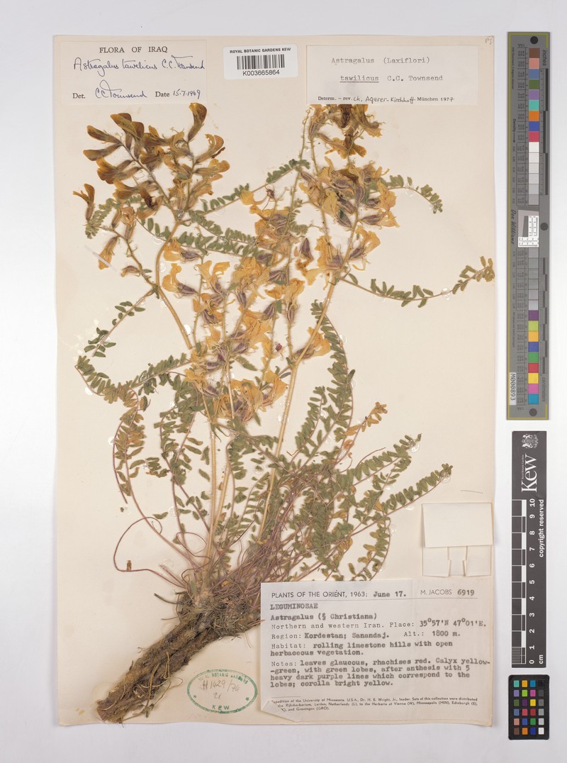 Astragalus tawilicus