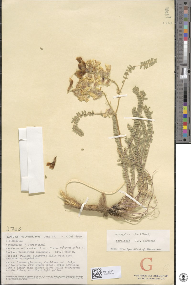 Astragalus tawilicus photo 2