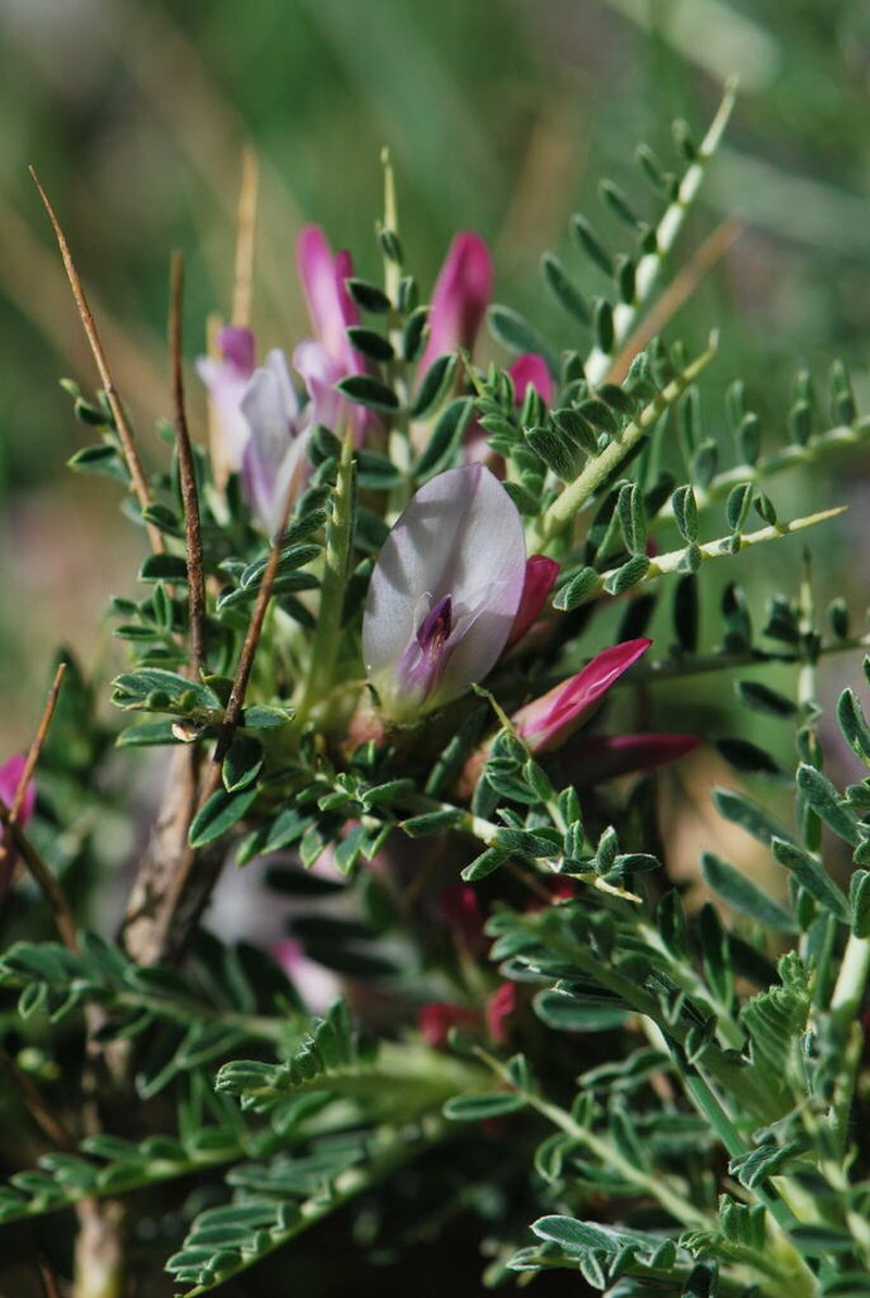 Astragalus taygeteus photo 2