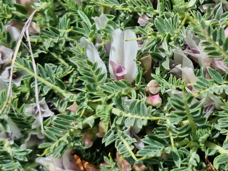 Astragalus taygeteus photo 3