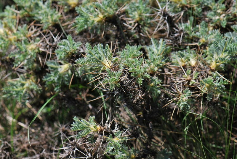 Astragalus taygeteus photo 4