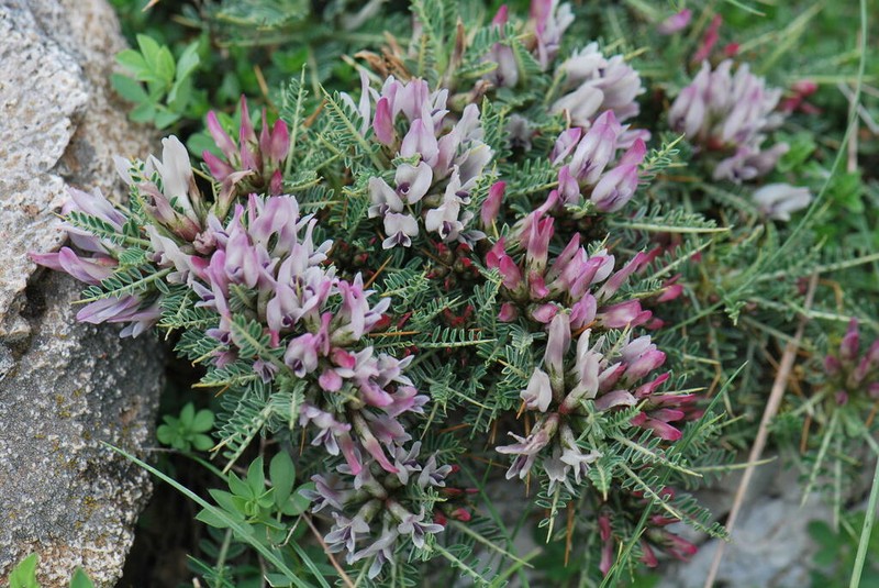 Astragalus taygeteus photo 5