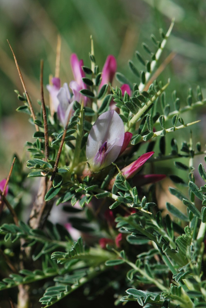 Astragalus taygeteus photo 6