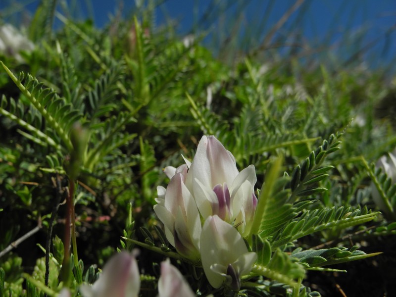 Astragalus taygeteus photo 7