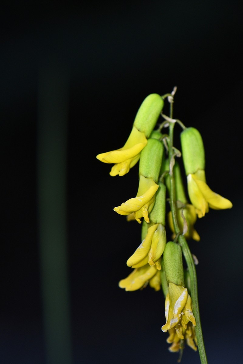 Astragalus tecti-mundi