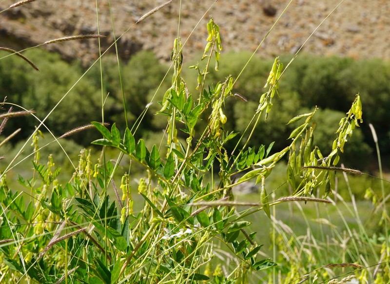 Astragalus tecti-mundi photo 2