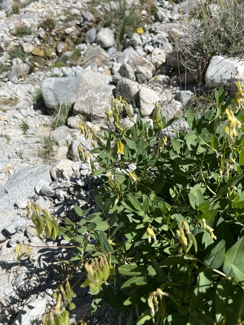 Astragalus tecti-mundi photo 3