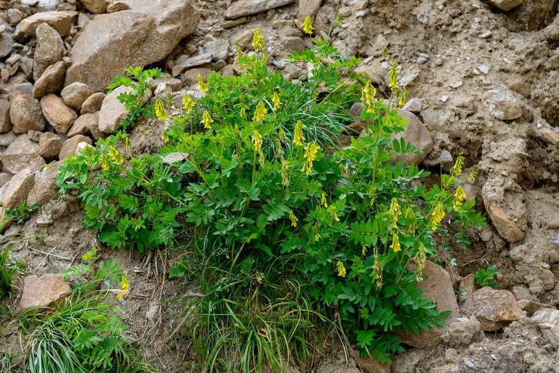 Astragalus tecti-mundi photo 4