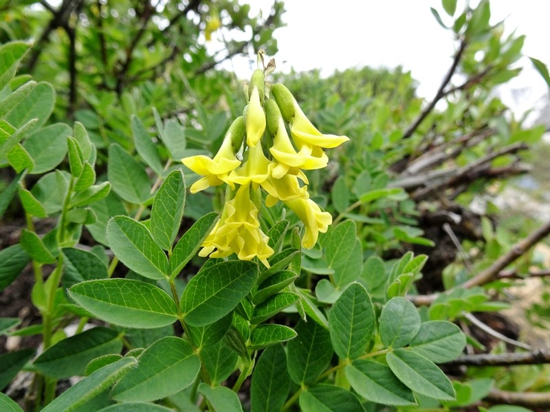 Astragalus tecti-mundi photo 5