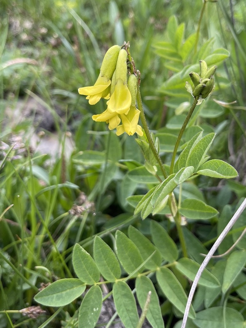Astragalus tecti-mundi photo 6