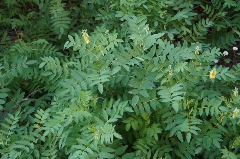 Astragalus tecti-mundi photo 7