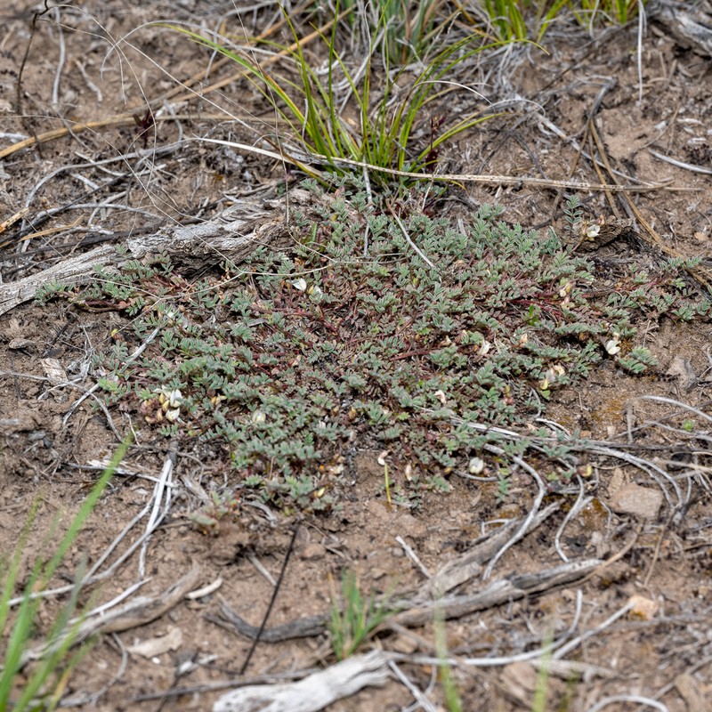 Bastard Milkvetch photo 2