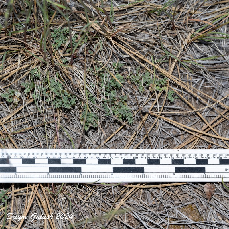 Bastard Milkvetch photo 3