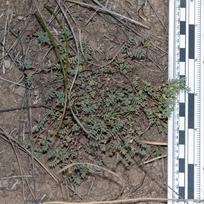 Bastard Milkvetch photo 4