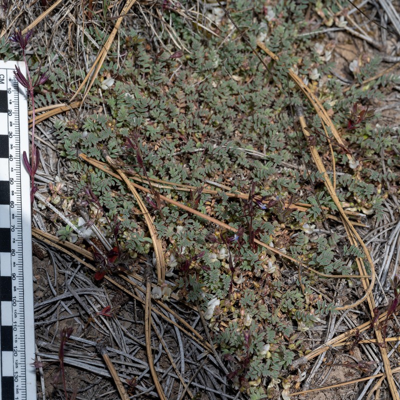 Bastard Milkvetch photo 5
