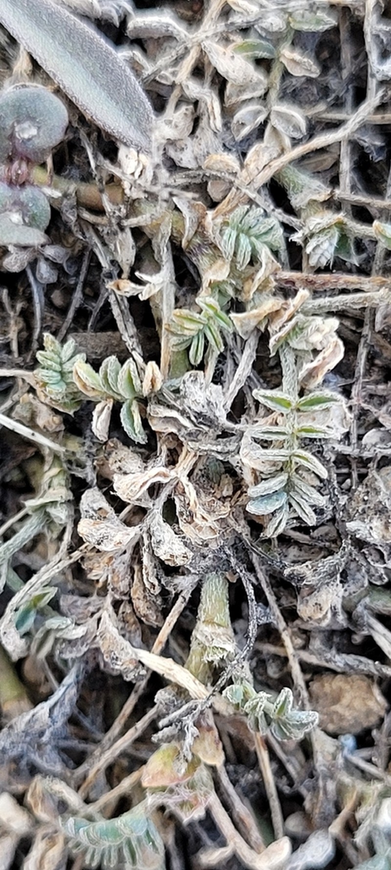 Bastard Milkvetch photo 6