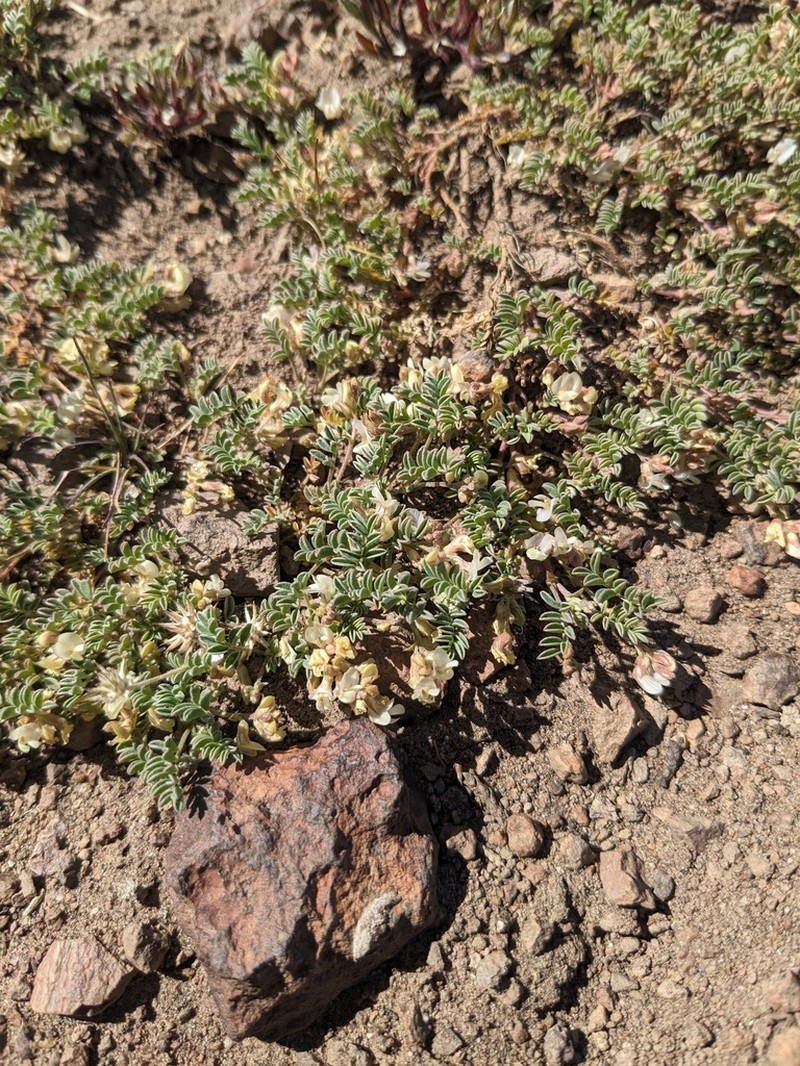 Bastard Milkvetch photo 7