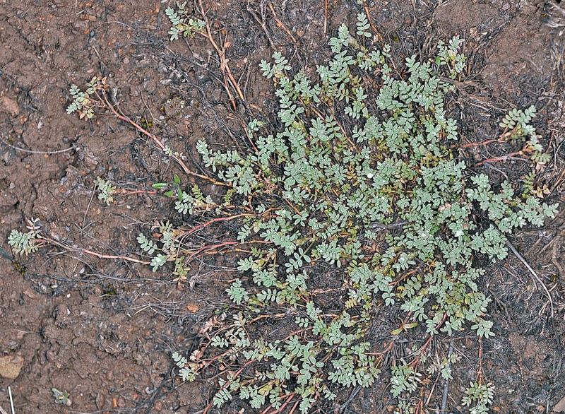 Bastard Milkvetch photo 8