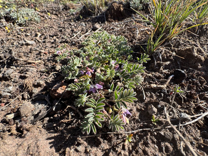 Troubled Milkvetch