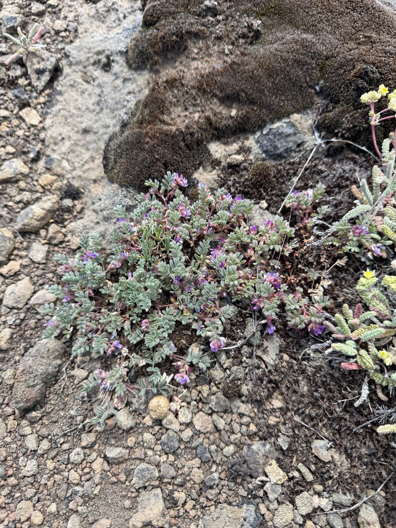 Troubled Milkvetch photo 2