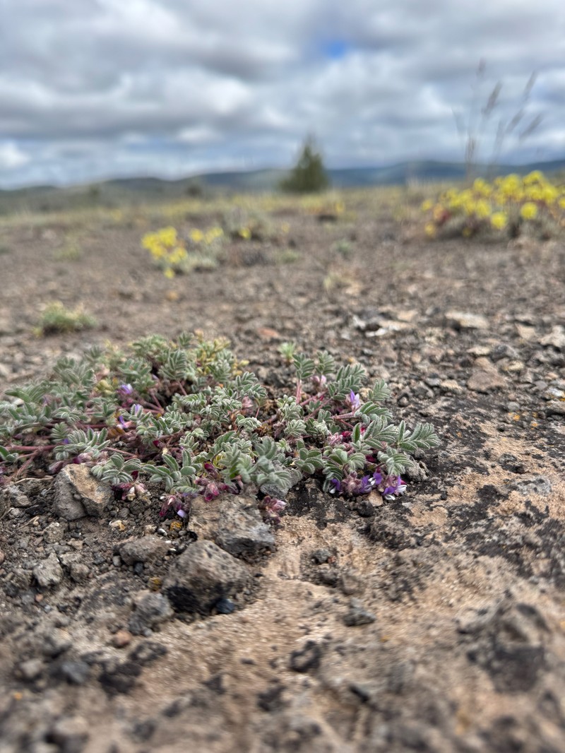 Troubled Milkvetch photo 3