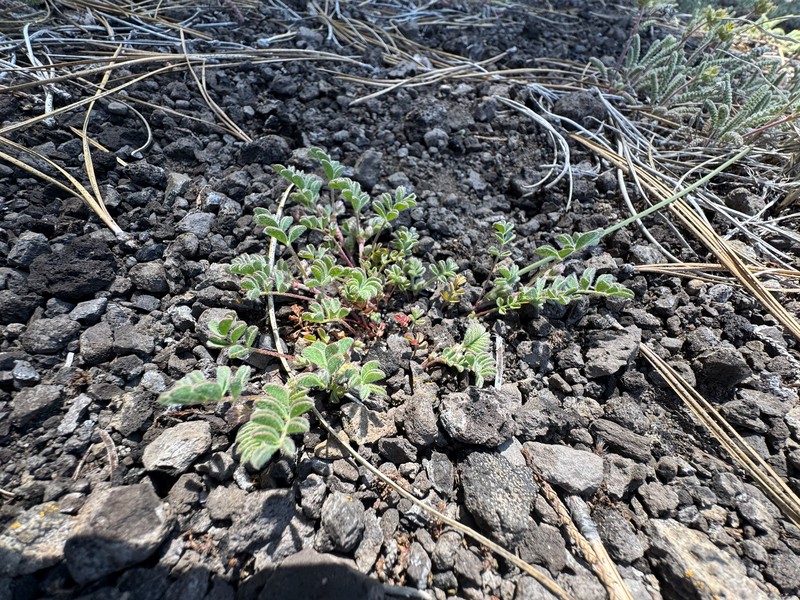 Troubled Milkvetch photo 4