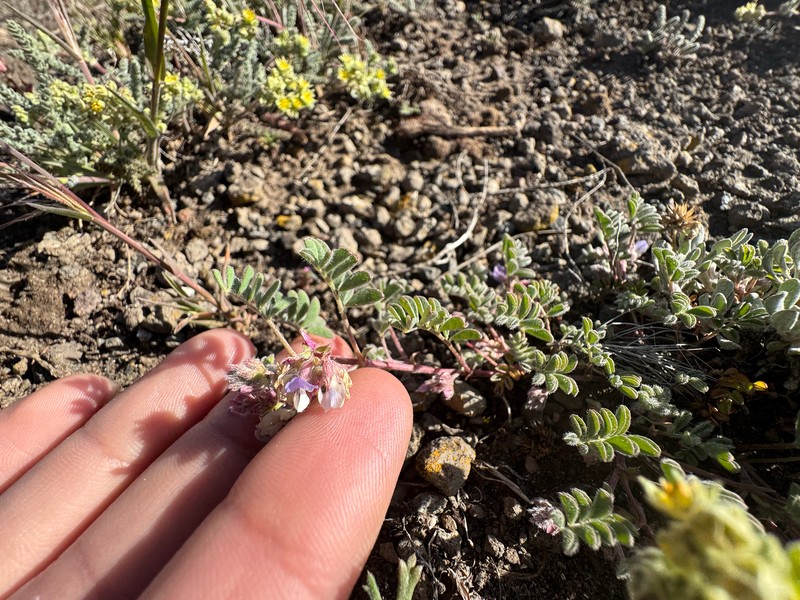 Troubled Milkvetch photo 5