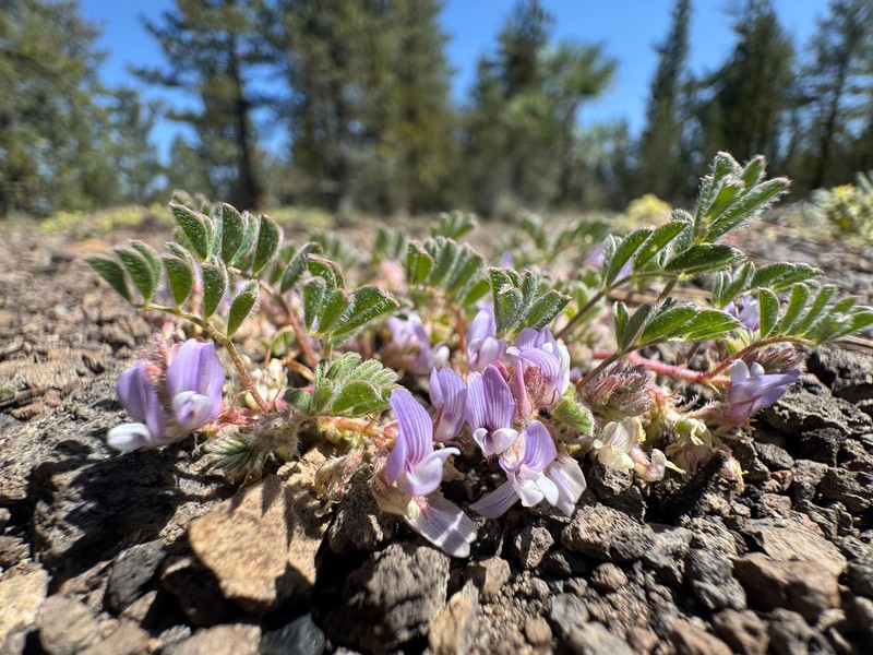 Troubled Milkvetch photo 6