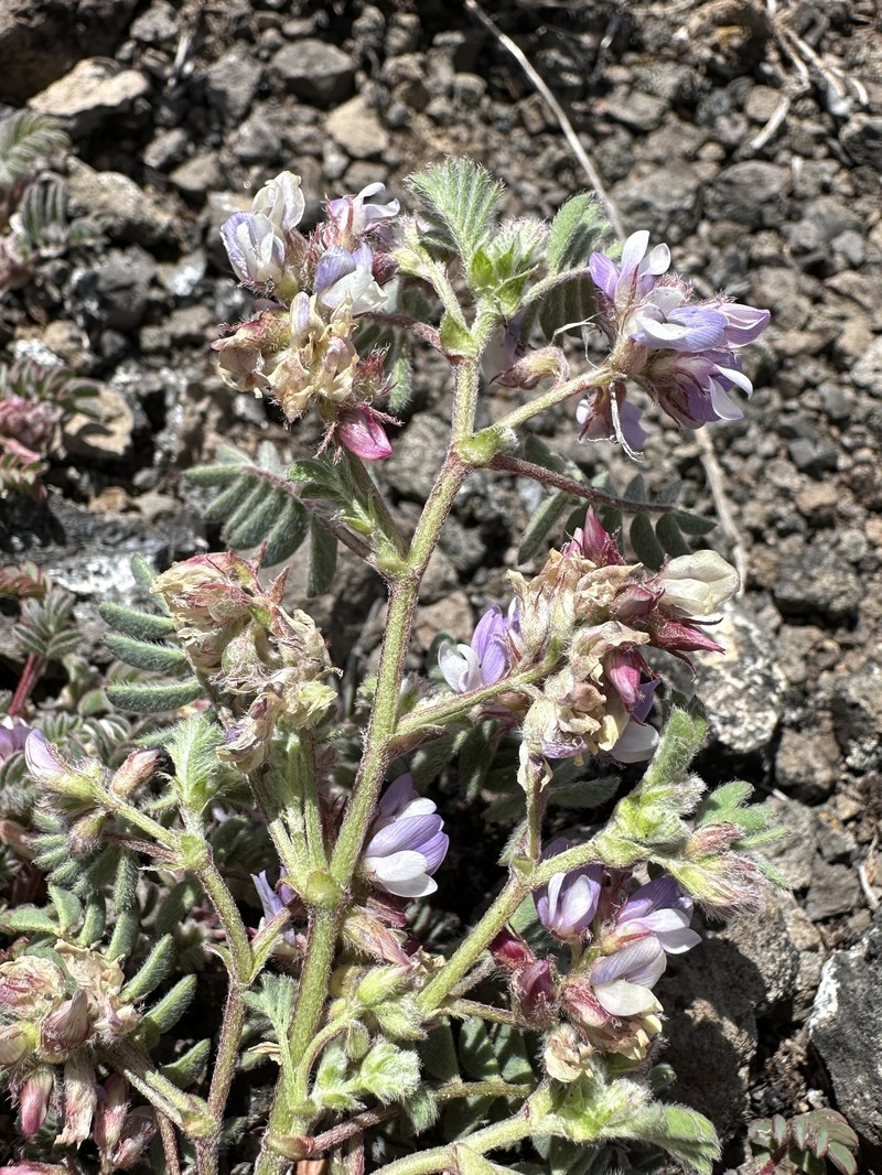 Troubled Milkvetch photo 7
