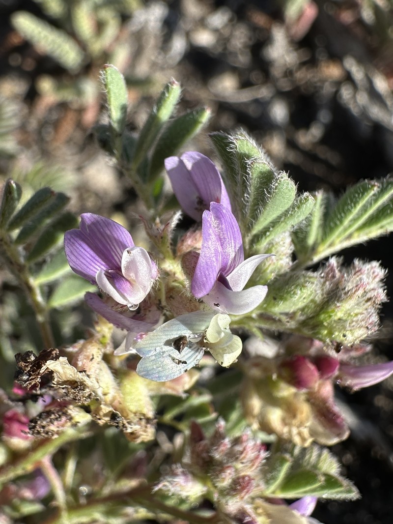 Troubled Milkvetch photo 8