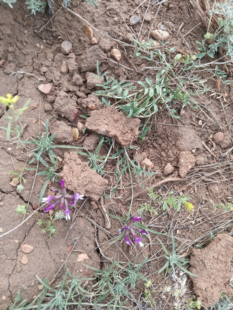 Astragalus temirensis