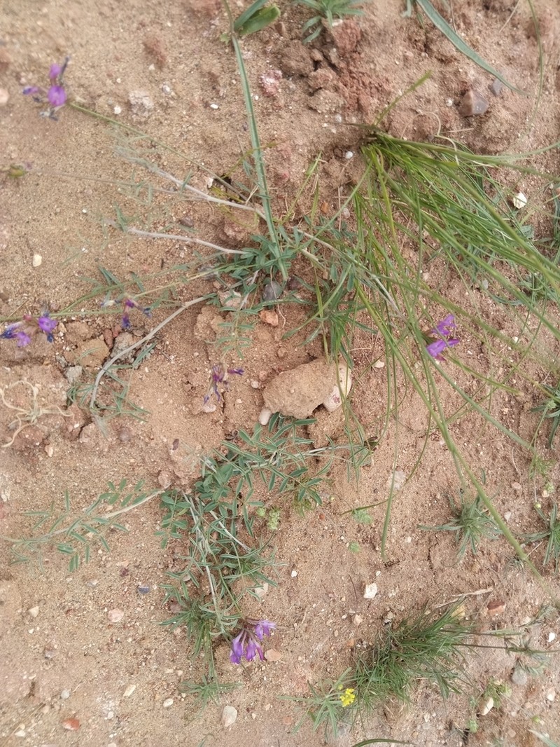 Astragalus temirensis photo 2